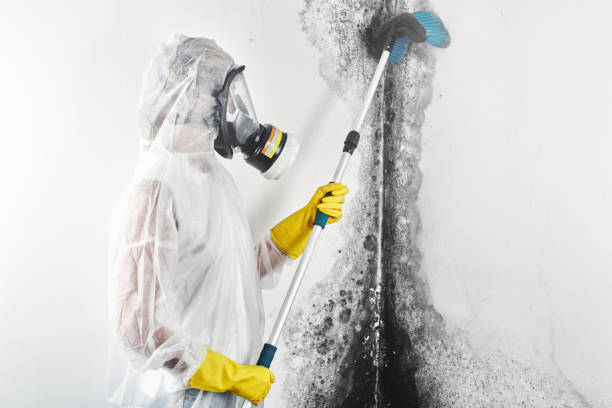 Best Basement Mold Removal  in Eudora, KS
