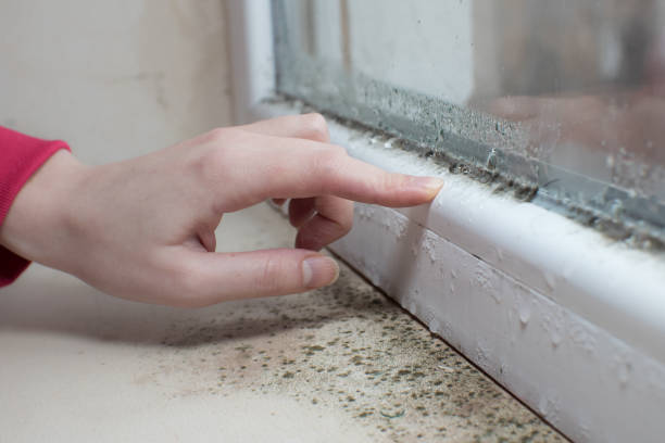 Best Air Quality Testing for Mold Spores  in Eudora, KS